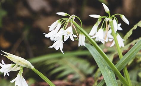 Ail triquètre (Allium triquetrum), ail d'ornement à juguler.